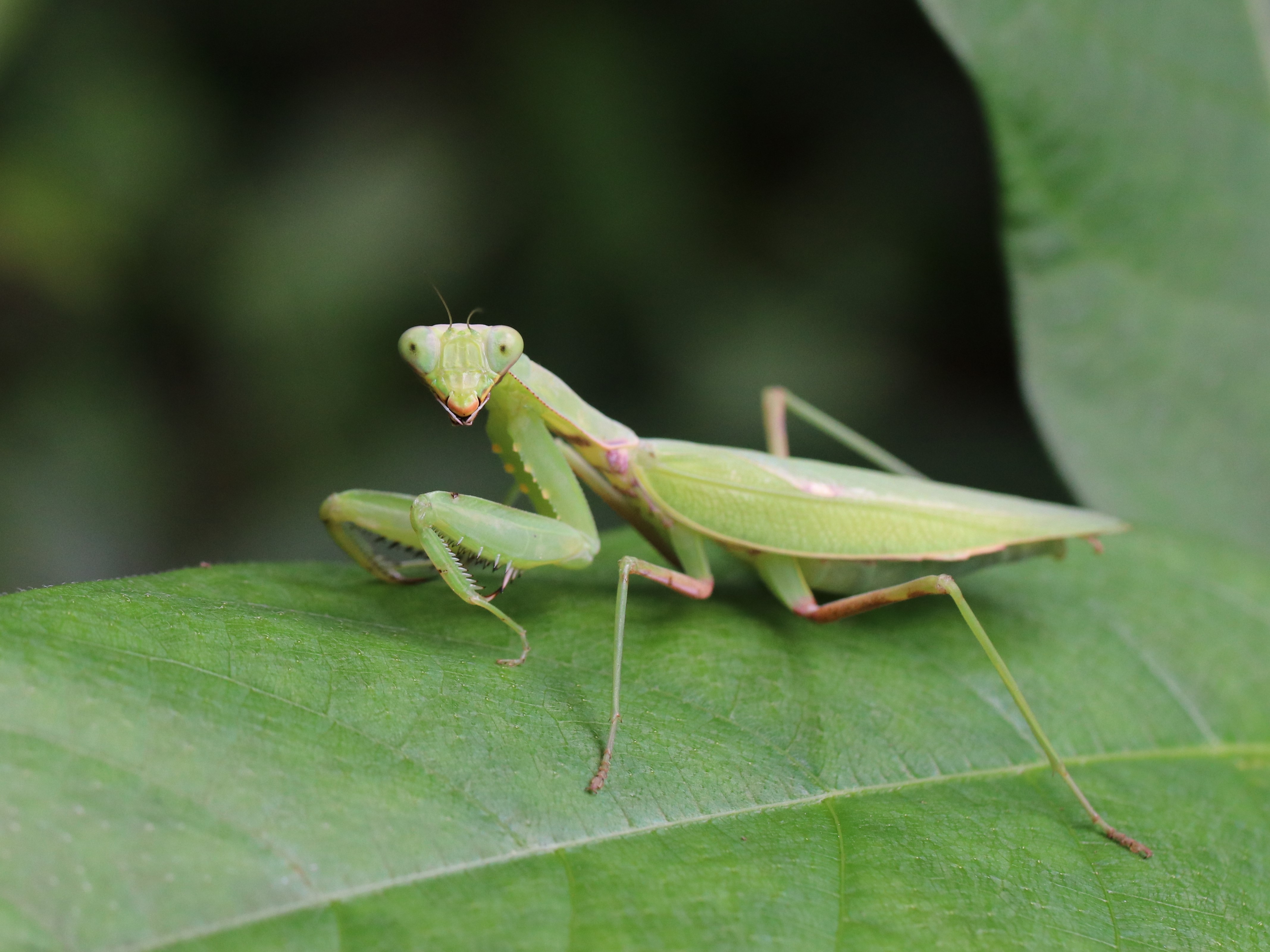 ハラビロカマキリ5